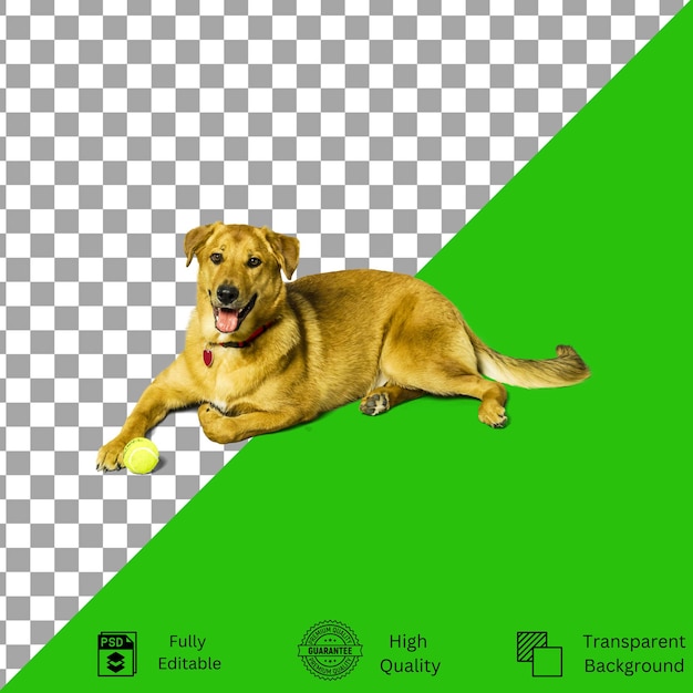 Bewerkbare ontwerpen voor PetThemed Creativiteit