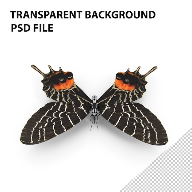 PSD bhutan glory butterfly png