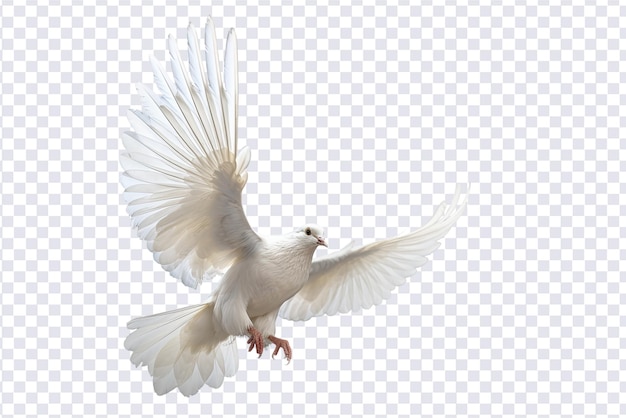 PSD biała gołąbka latająca na przezroczystym pliku psd i wycinanie ścieżki koncepcji wolności i międzynarodowego dnia pokoju