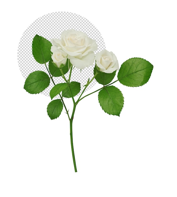 Biała Róża Na Przezroczystym Tle