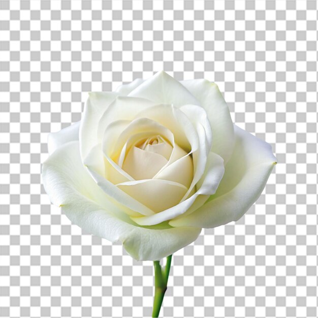 PSD biała róża odizolowana na przezroczystym tle