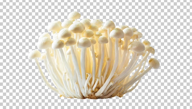 PSD białe grzyby shimeji wyizolowane na przezroczystym tle