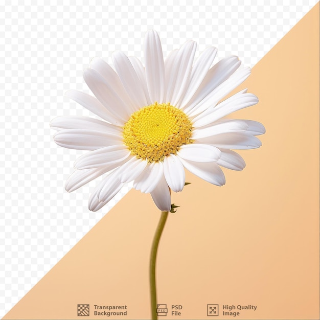 PSD biały chrysantem rumianku makro biały krysantemrumianku duży