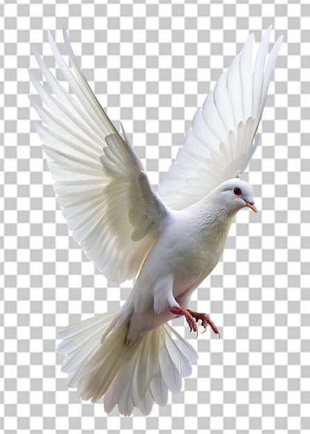 PSD biały gołębi izolowany projekt ikony