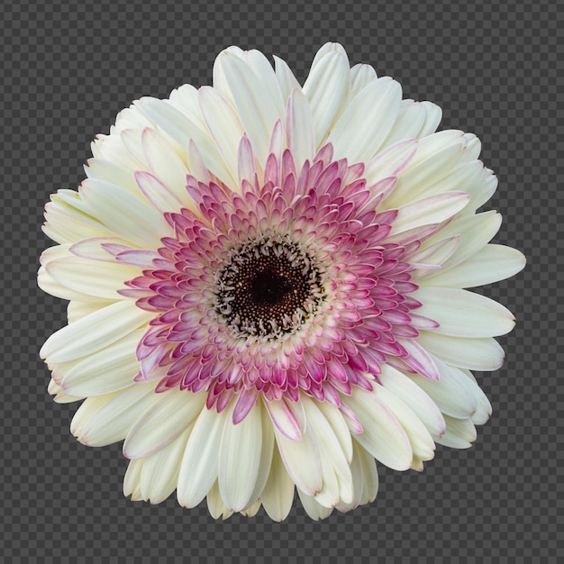 PSD biały kwiat gerbery na białym tle renderowania