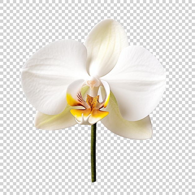 Biały kwiat orchidei na białym tle PNG