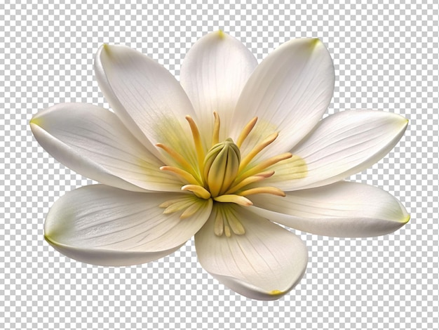 PSD biały kwiat róży