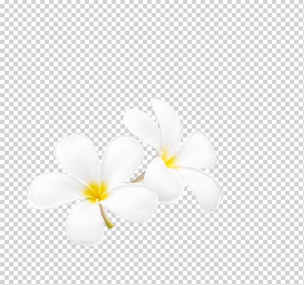 PSD biały plumeria kwitnący kwiat izolowany premium psd