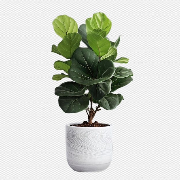 Binnenplanten png