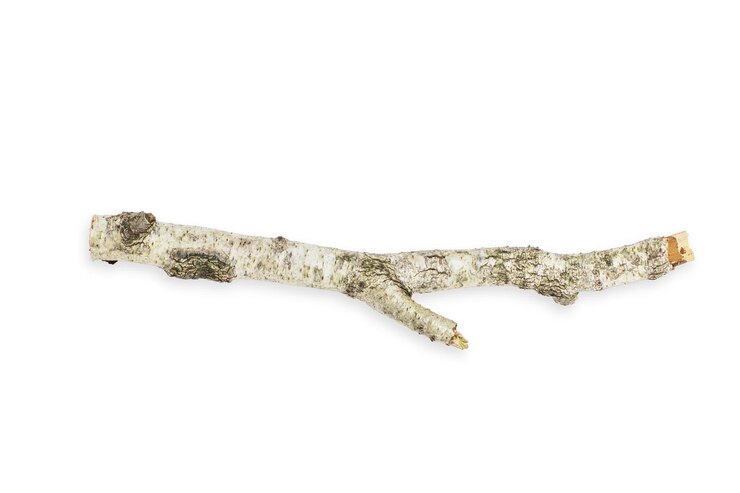 PSD birch branch of a curved beautiful shape on an empty background