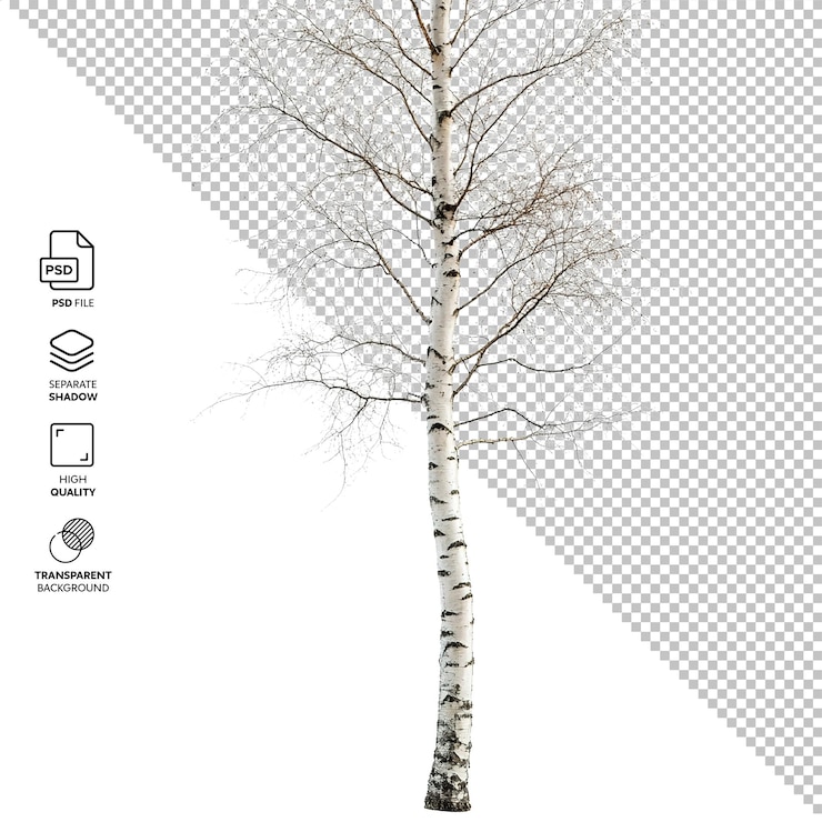 PSD birch isolated without background