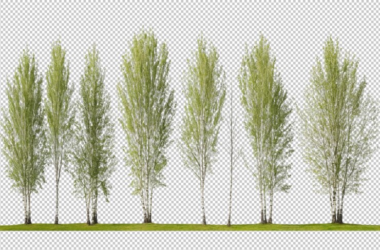 PSD birch tree sheds leaves painting ground