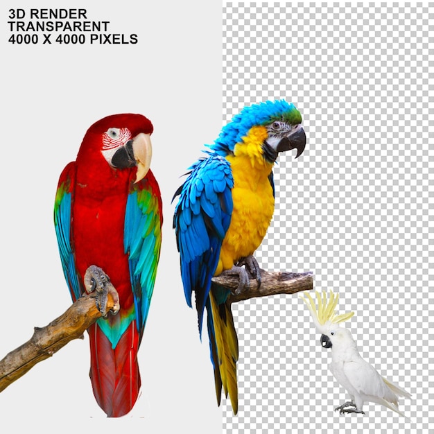 PSD uccelli animali parrocchetto pappagallo pngpsd
