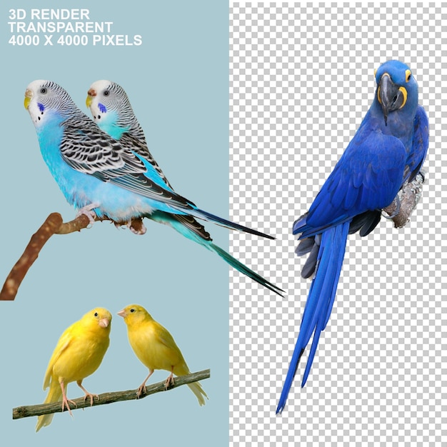 PSD bird animals parakeet parrot pngpsd