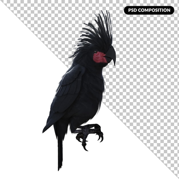 Uccello cacatua nero isolato 3d