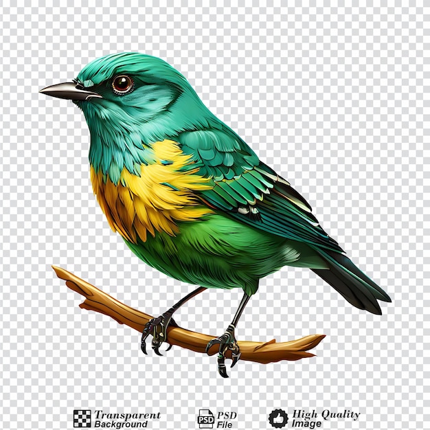 PSD bird isolated on transparent background