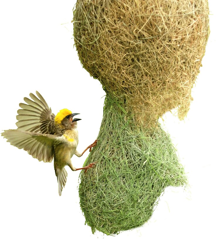 PSD bird nest nest birds nest raw bird nest smallest european bird small bird foraging
