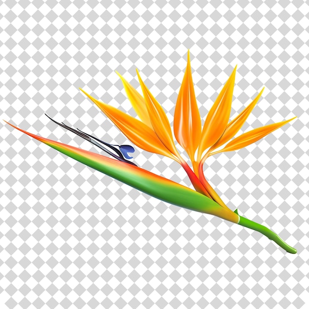 PSD bird of paradise flower isolated on transparent background png file format