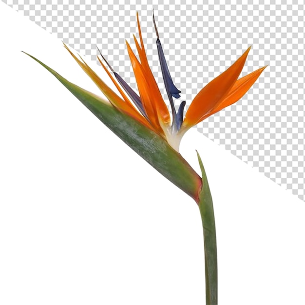 PSD fiore dell'uccello del paradiso png