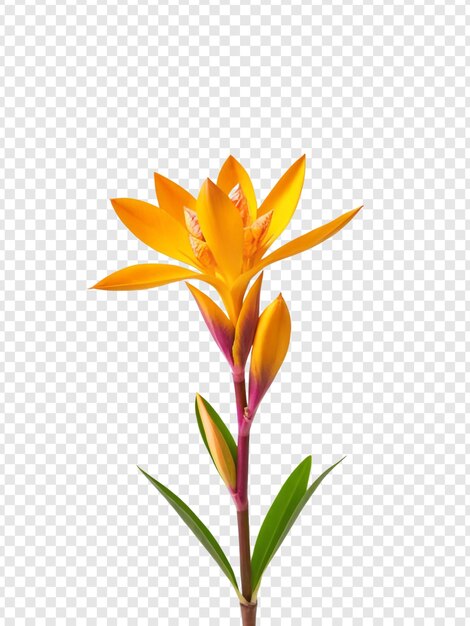 Bird of paradise png isolated on transparent background botanical beauty