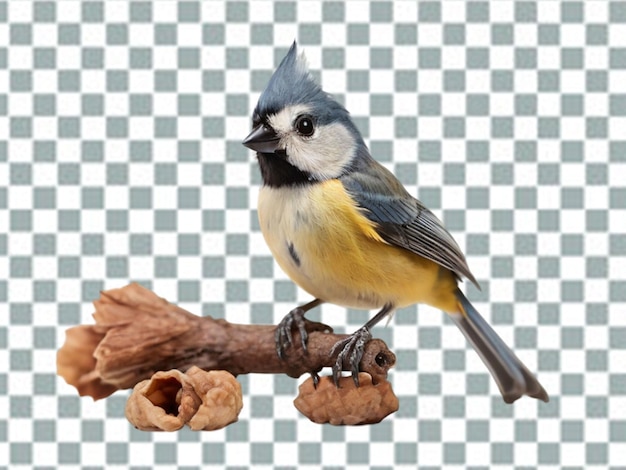 Bird png on transparent background