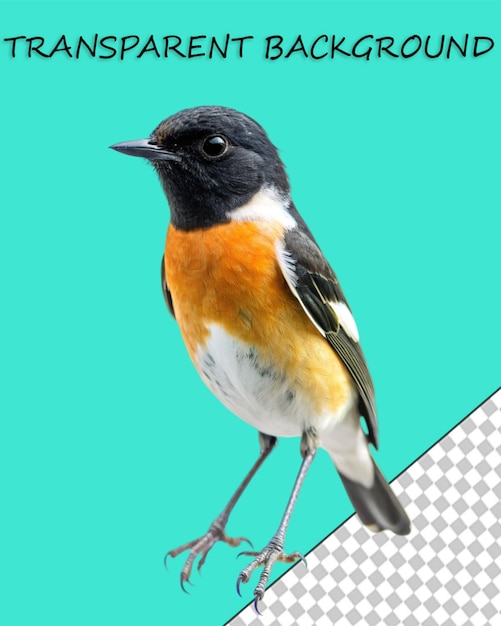 PSD bird png