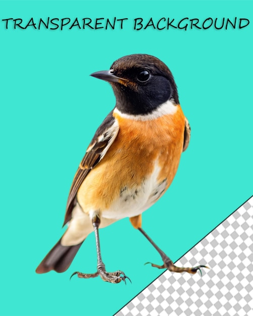 PSD bird png