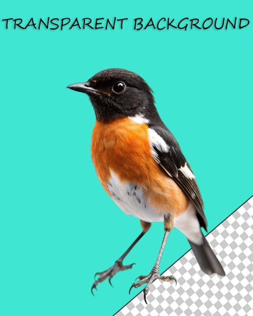 PSD bird png