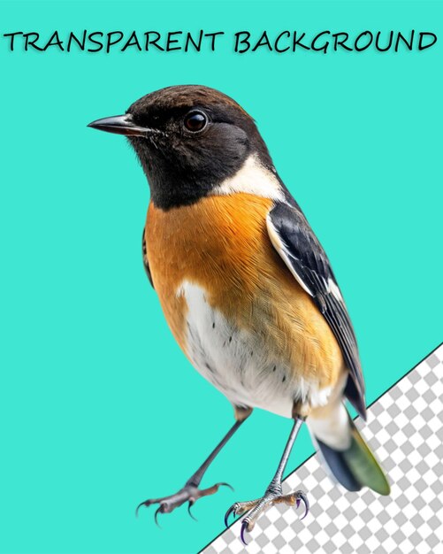 PSD bird png