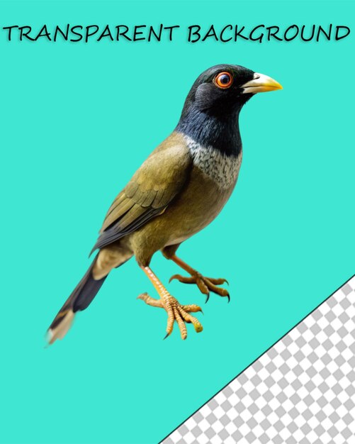 PSD 鳥 png