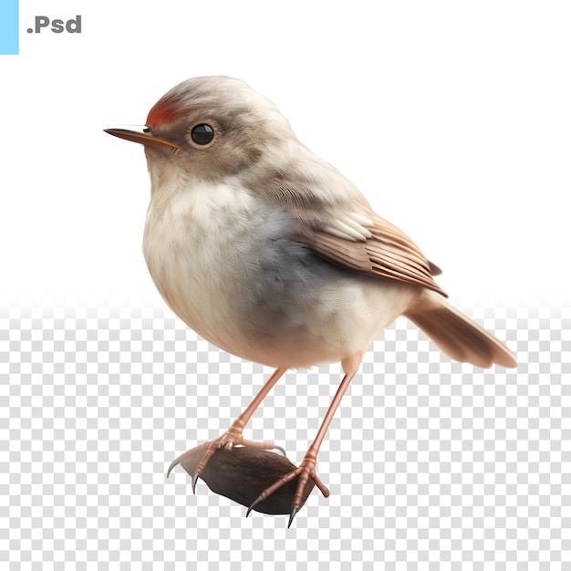 PSD uccello su sfondo bianco rendering 3d modello psd di vista laterale