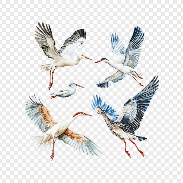 透明な背景に隔離された飛行中の鳥