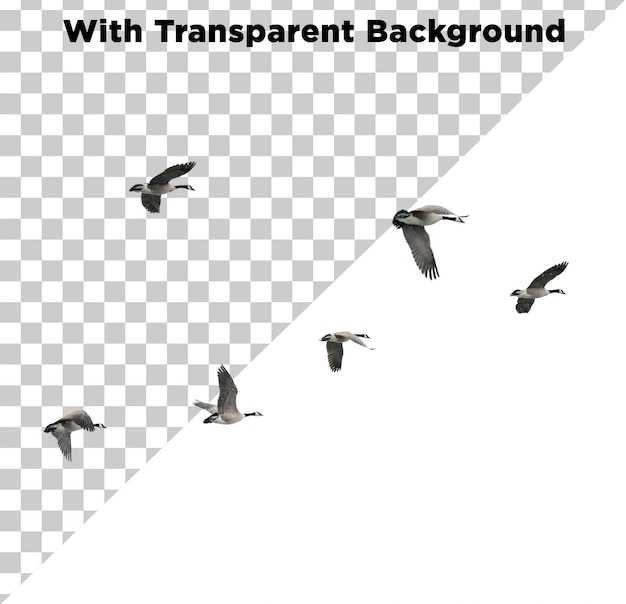 透明な背景に孤立した鳥の飛ぶ PNG PSD 