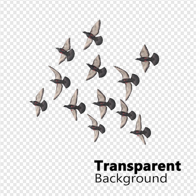 PSD birds on transparent background