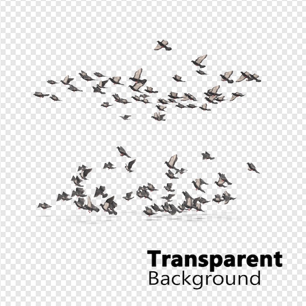 Uccelli su sfondo trasparente