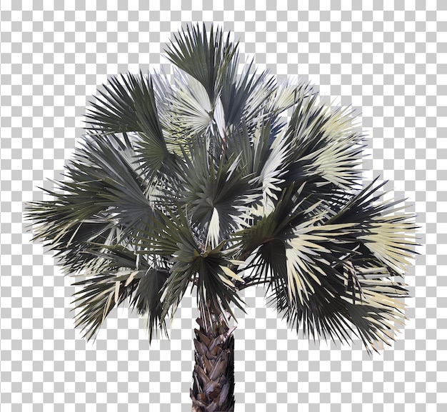 Bismarck palm tree