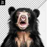 PSD a black bear with a white background that says  h k