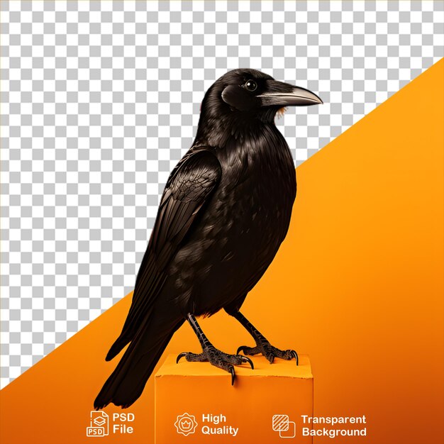 PSD black crow isolated on transparent background include png file