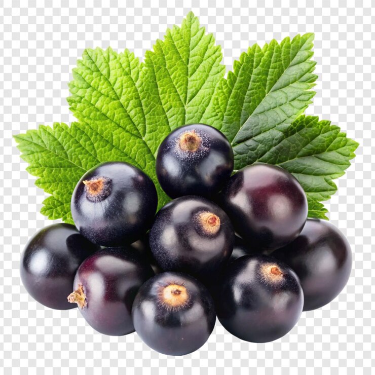 PSD black currant fruit isolated on transparent background