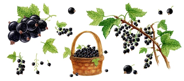 black currant in a basket currant with a leaf currant on a branch set of watercolor illustrations