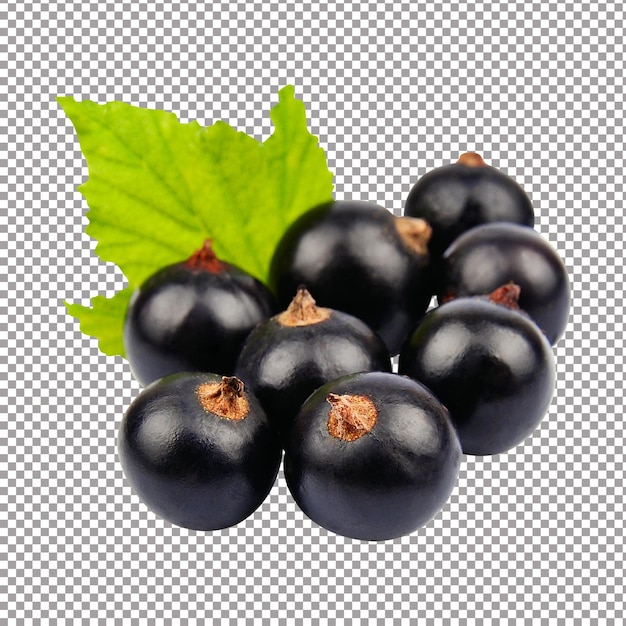 PSD black currant with leafs on white
