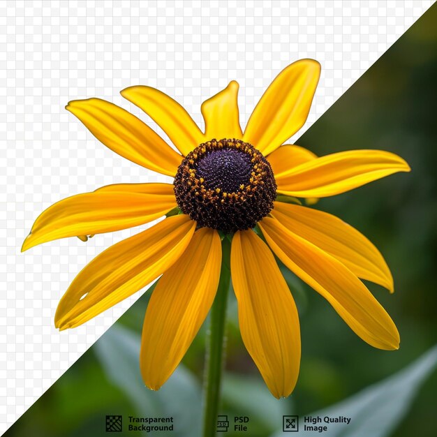 PSD black eyed susan flower in the natural environment