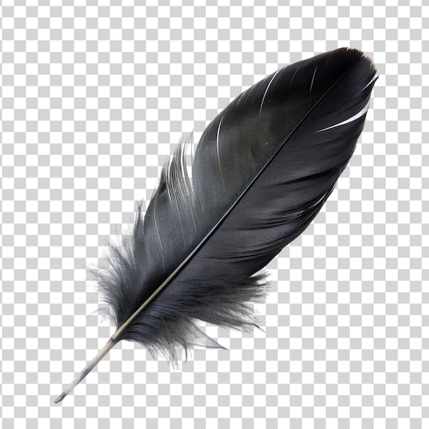 Black feather isolated on transparent background