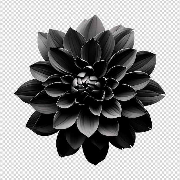 Black flower isolated on transparent background