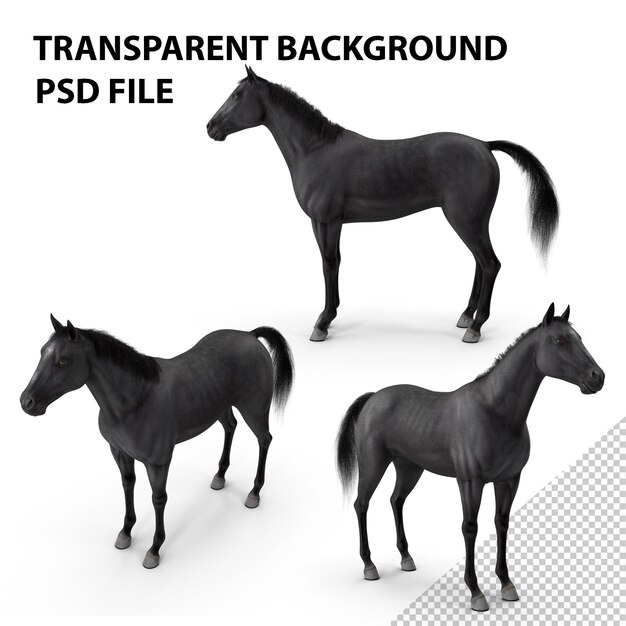 PSD black horse fur png