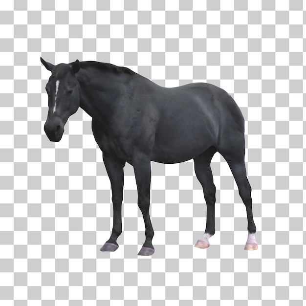 Black Horse Portrait