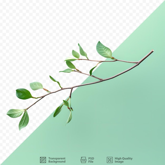 PSD black isolated tree branch