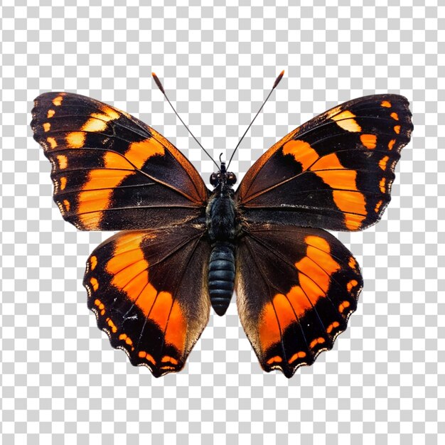 PSD farfalla nera e arancione isolata su uno sfondo trasparente