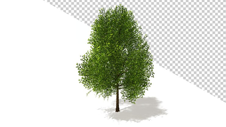 Black Poplar Tree with isolated tree 3d render