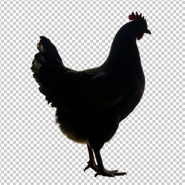 Black rooster realistic side view image